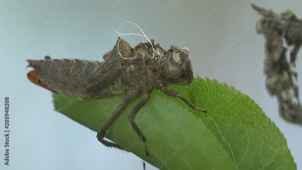 Birth Insect Vidéo Stock Birth dragonfly. An adult dragonfly has just emerged from ...