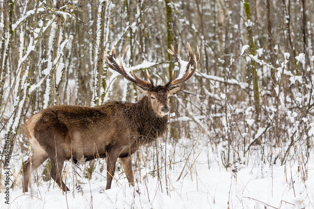 Single adult noble deer with big beautiful horns with snow in winter forest. European wildlife landscape with snow and deer with big antlers Single adult noble deer with big beautiful horns with snow in winter forest. European wildlife landscape with snow and deer with big antlers