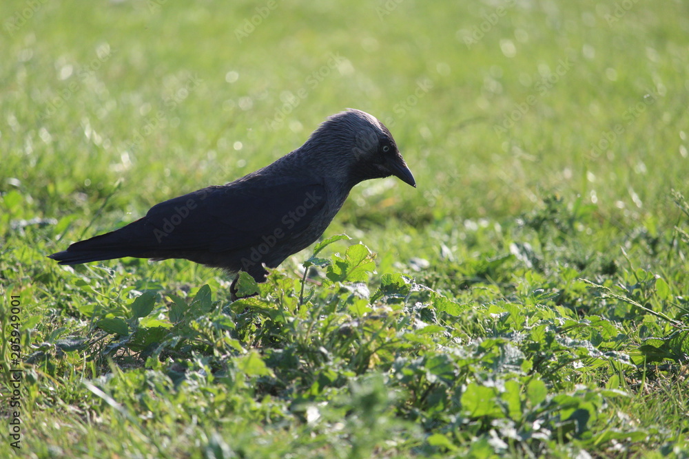 Obraz premium Crow Up Close