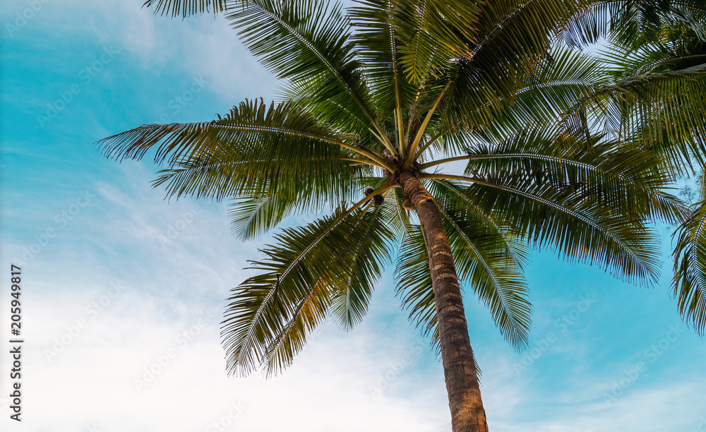 Fototapeta premium green exotic palm trees o0n the beach in front of blue sky with sunshine background with copy space