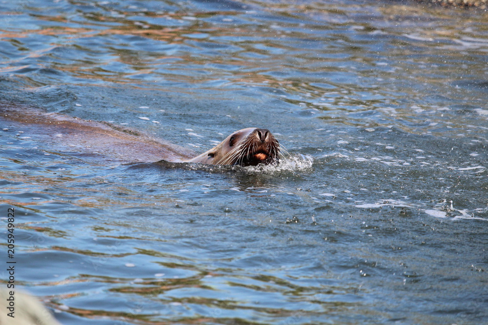 Fototapeta premium Seal Close Up
