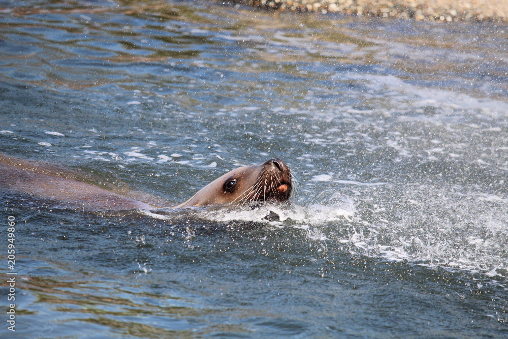Fototapeta premium Seal Close Up
