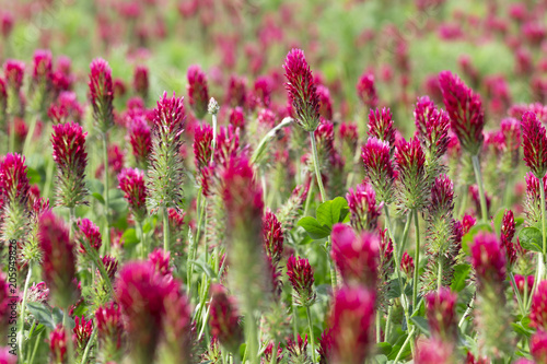 Red Clover in Detail on the spring Field © Kajano