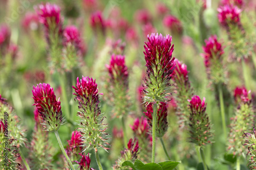 Red Clover in Detail on the spring Field