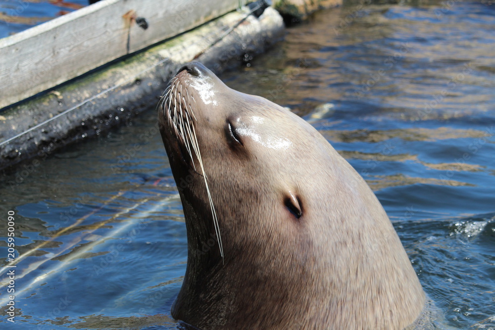 Fototapeta premium Seal Close Up