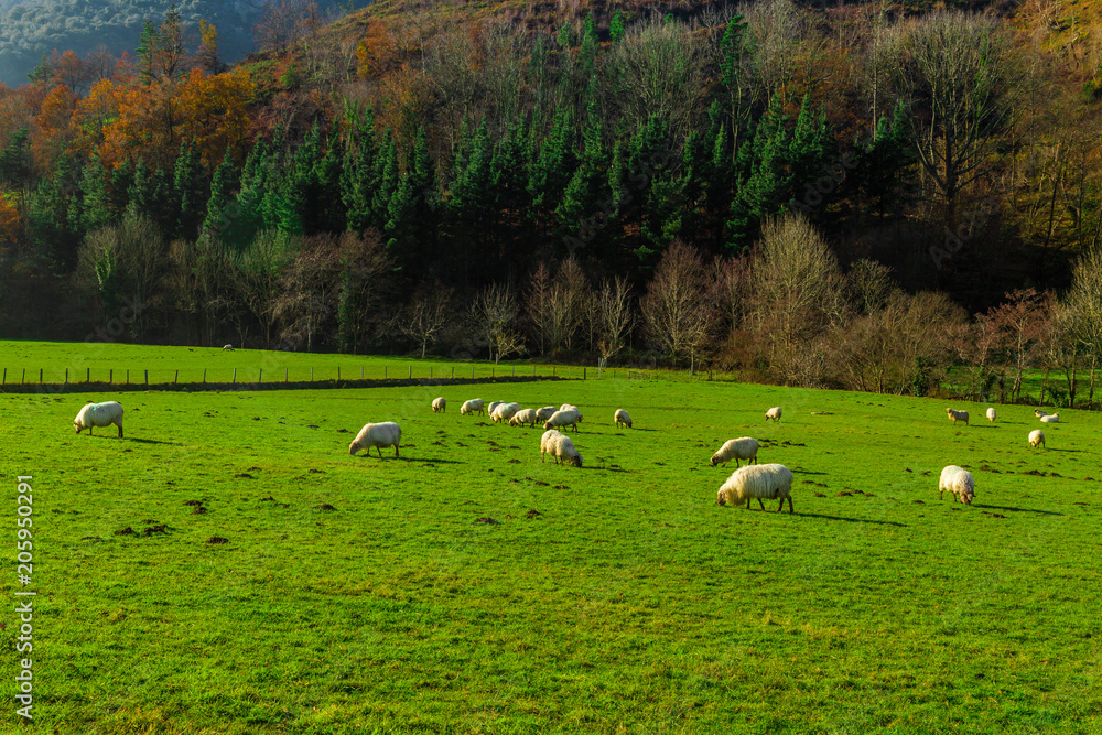 Sheep grazing in a Basque rural setting