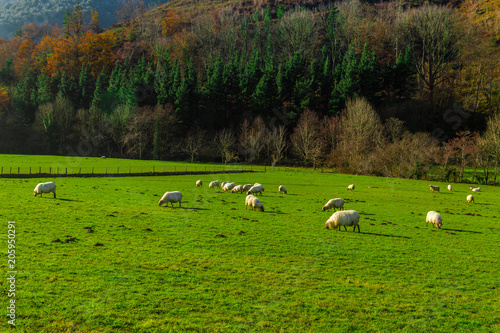 Sheep grazing in a Basque rural setting