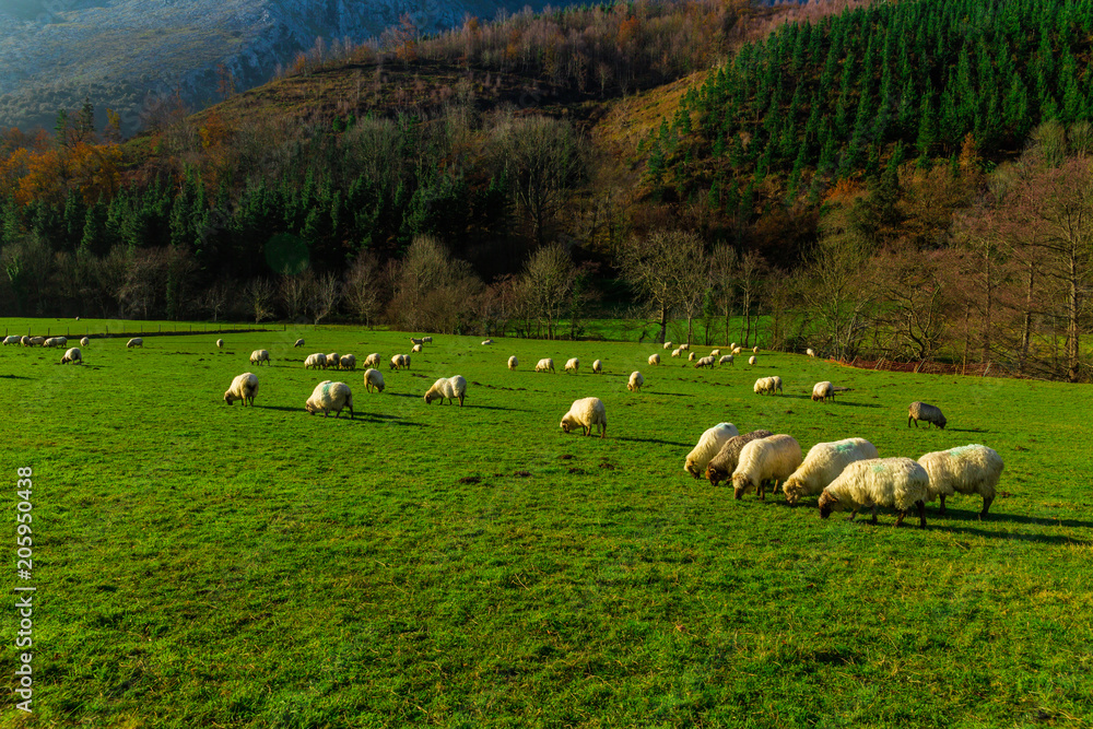 Sheep grazing in a Basque rural setting Sheep grazing in a Basque rural setting