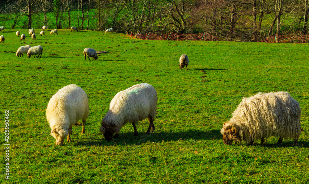 Sheep grazing in a Basque rural setting Sheep grazing in a Basque rural setting