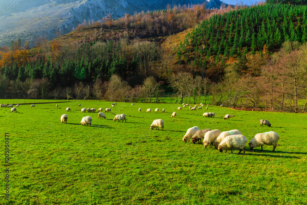 Sheep grazing in a Basque rural setting Sheep grazing in a Basque rural setting