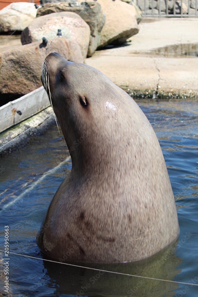 Fototapeta premium Seal Close Up