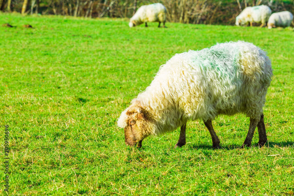 Sheep grazing in a Basque rural setting