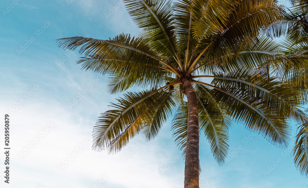 Fototapeta premium green exotic palm trees o0n the beach in front of blue sky with sunshine background with copy space