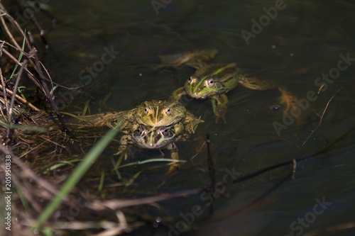 frogs in a pond photo