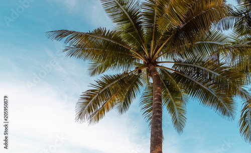 green exotic palm trees o0n the beach in front of blue sky with sunshine background with copy space
