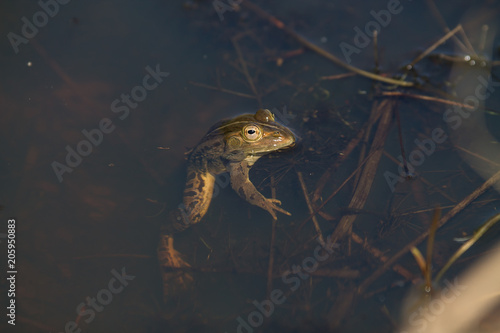 Fotografie frogs in a pond