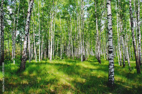 A picture of a birch grove illuminated by the rays of the spring sun