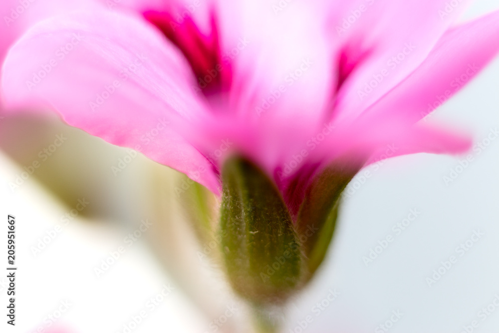 flower petals macro