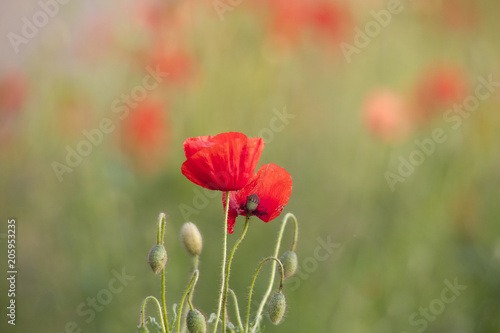 red poppy flowers in a field in front of a soft background in soft colors