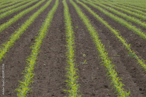 A field of young corn plants running in rows on the horizon