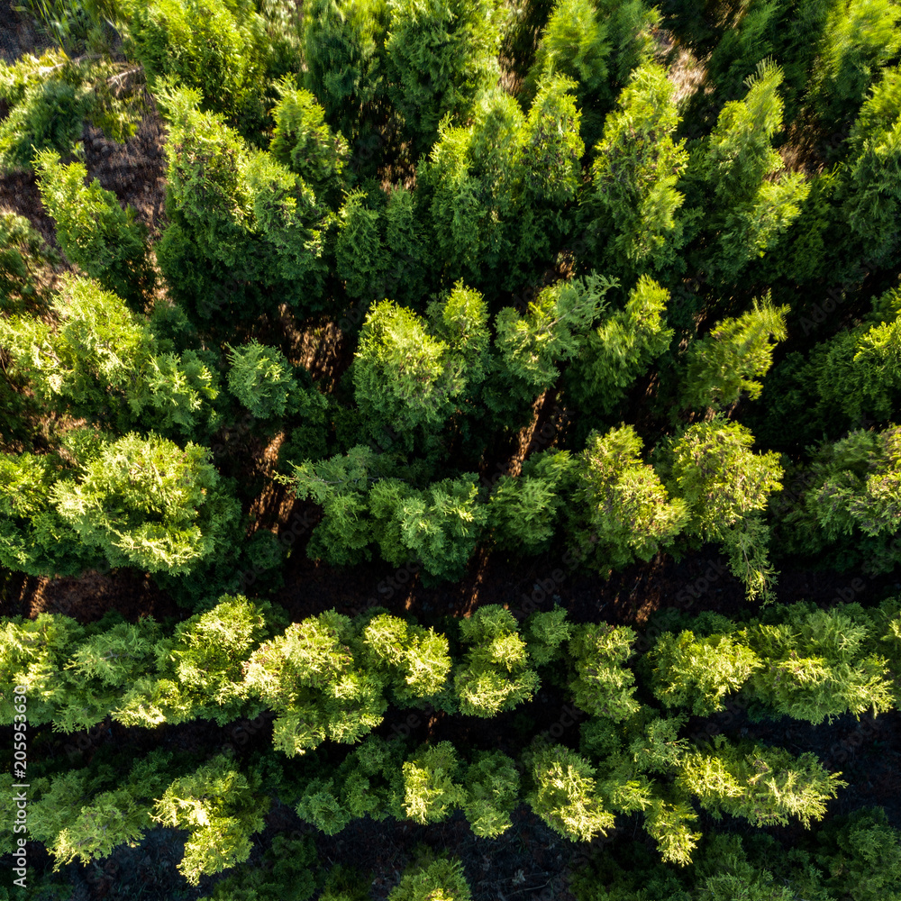 Naklejka premium Aerial view of deciduous trees in the spring. Drone photograph