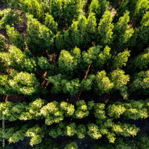 Aerial view of deciduous trees in the spring. Drone photograph