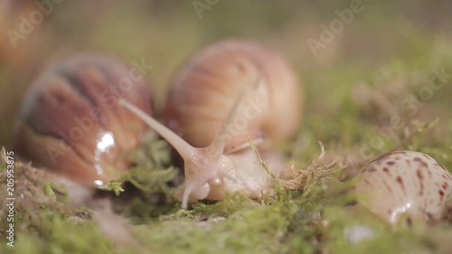 Huge snails of ahaatin creep along the grass, the life of wild, female and male, home clam, antennas, mucus, vile, lovely photo