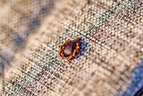 Dangerous parasite mite sits on cloth texture photo