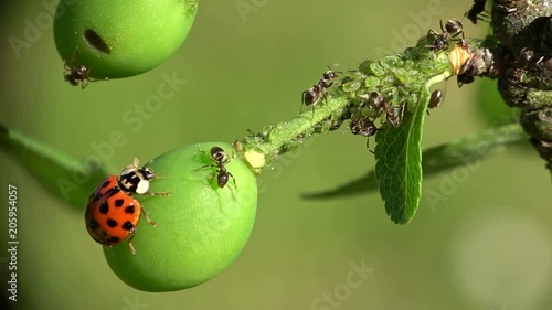 Ameise verjagt Marienkäfer, Ameise melkt Blattlaus, Insekten, Formicidae , Aphidoidea, Coccinellidae, Tierverhalten, 4K photo