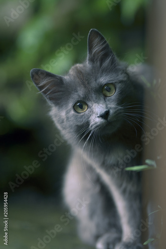 Fototapeta Naklejka Na Ścianę i Meble -  Chat curieux / chat surpris 