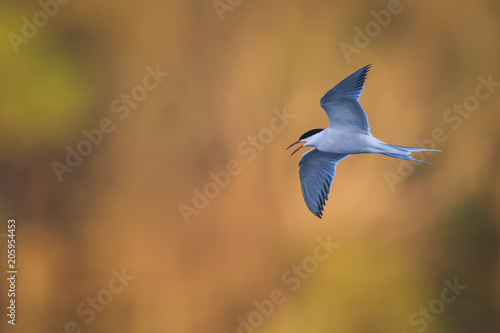 Common tern in warm morning light