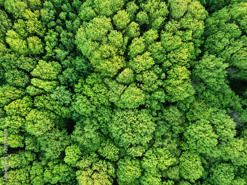 Aerial view beautiful deciduous forest. Photo from the drone