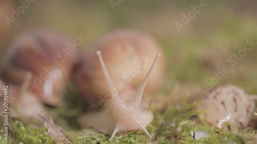 Huge snails of ahaatin creep along the grass, the life of wild, female and male, home clam, antennas, mucus, vile, lovely photo