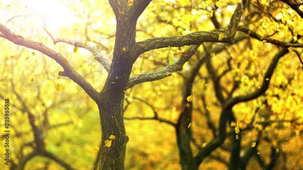 Animated falling golden leaves in the sunny autumn park. Animated falling golden leaves in the sunny autumn park.