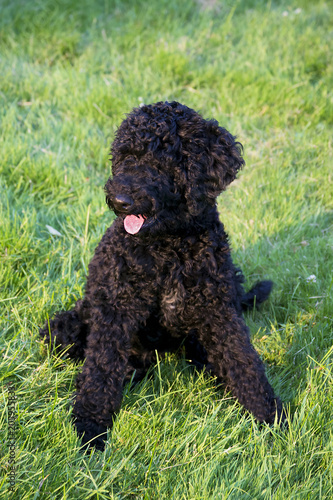 Puppy Portuguese Water Dog sitting on the grass in park by sunset photo