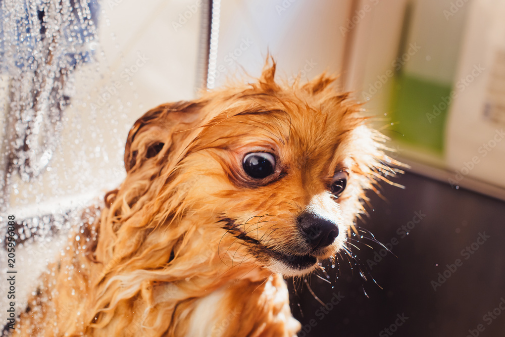 pomeranian wet