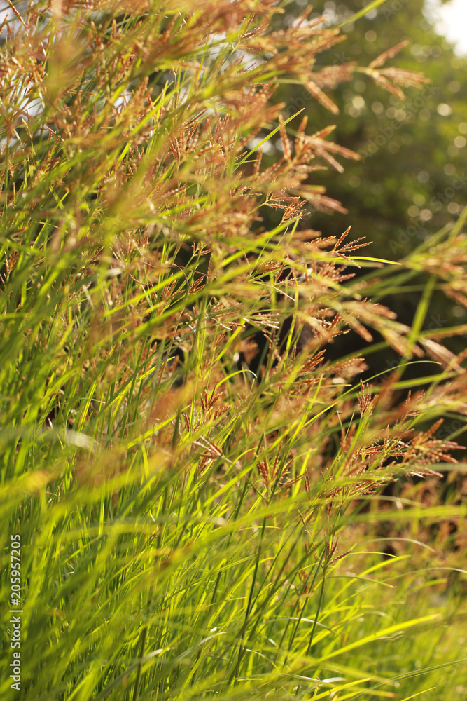 Flowers of brown grass on a backdrop of bokeh trees.