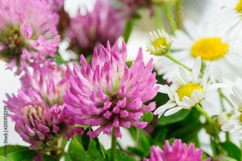 pink Clover Flowers in bouquet. Close up.