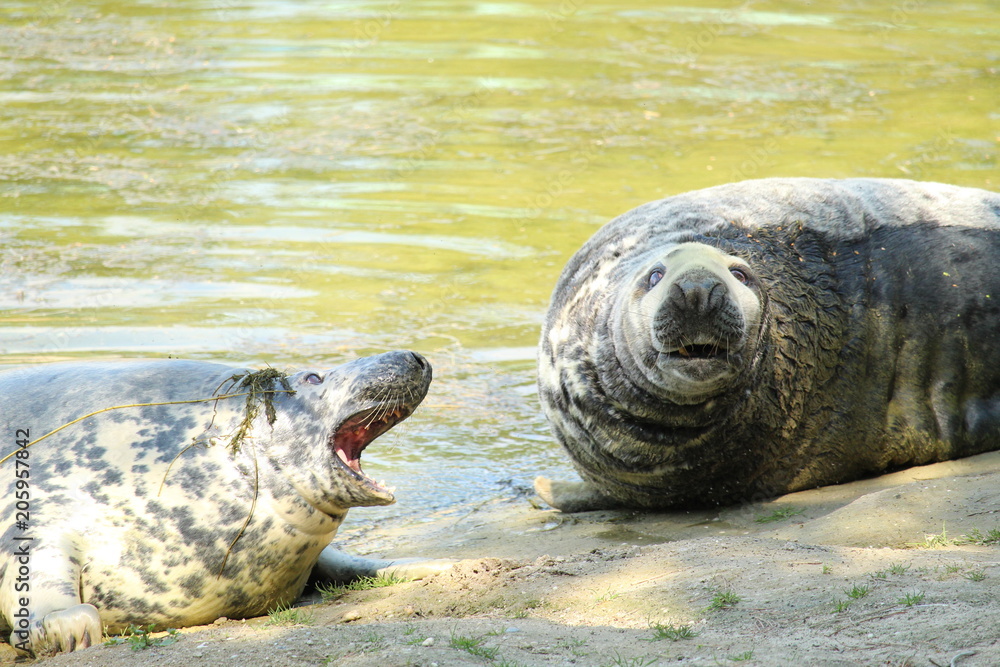 Obraz premium Seal Close Up