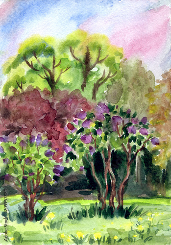 Lilac bushes against the trees in the park. Watercolor spring landscape.