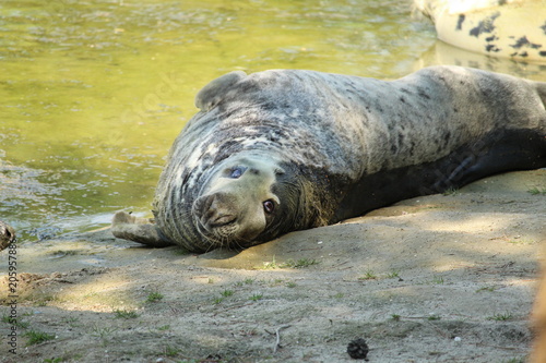 Seal Close Up
