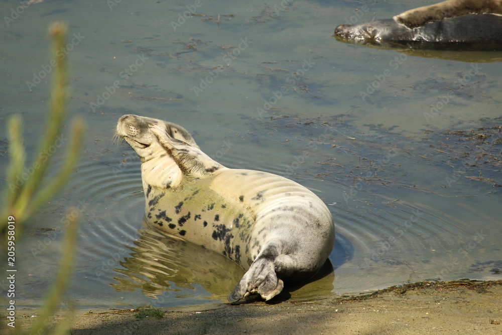 Fototapeta premium Seal Close Up