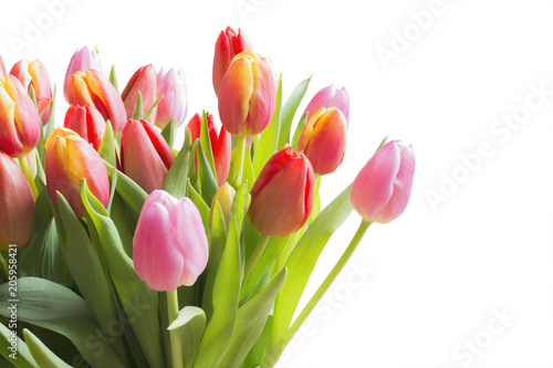 Fototapeta Naklejka Na Ścianę i Meble -  Spring color tulips