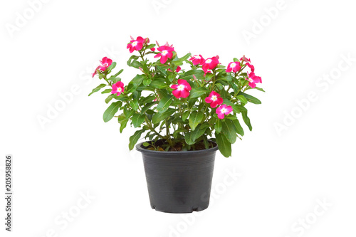 A pot of Catharanthus roseus isolated on white