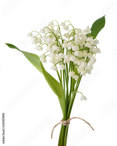 Fototapeta Naklejka Na Ścianę i Meble -  Lily of the valley