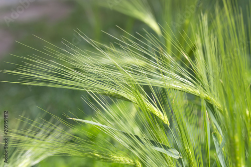 Detail of green Barley Spikes