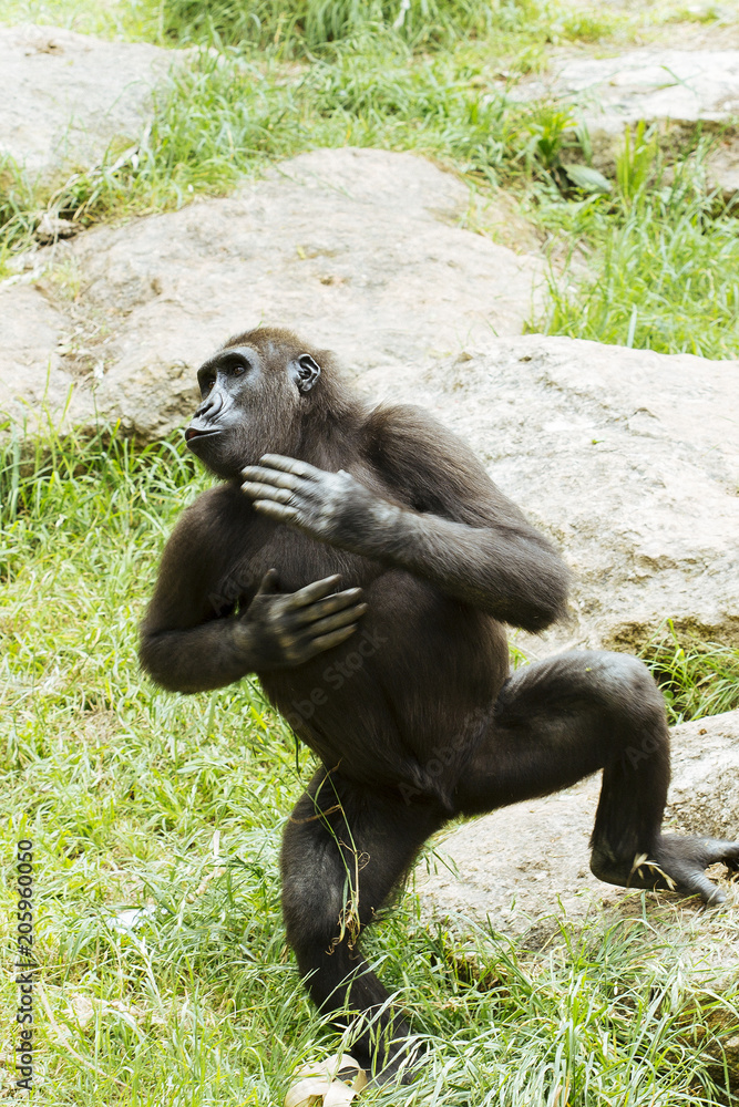 Naklejka premium Happy chimpanzee