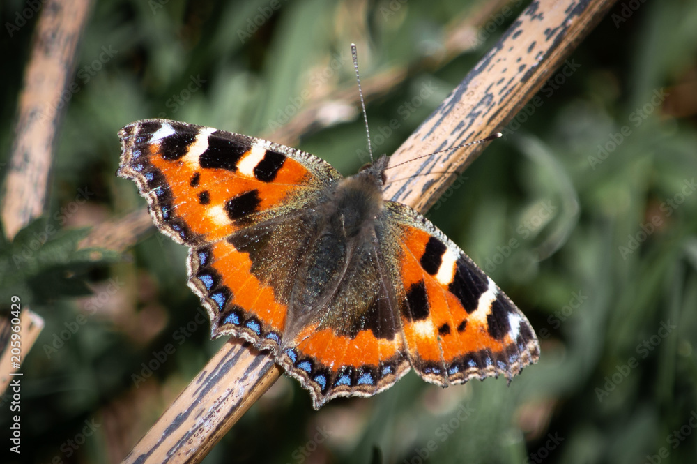 Small tortoiseshell butterfly on a dried reed Small tortoiseshell butterfly on a dried reed