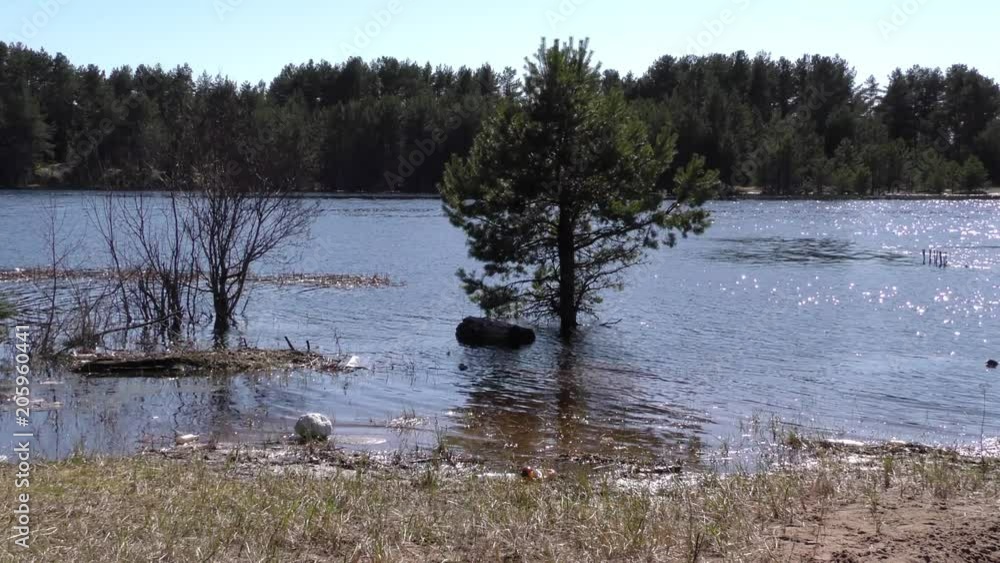 Flood of the wild Northern river. Increased water content in the forest - flooded trees. Flood of the wild Northern river. Increased water content in the forest - flooded trees.