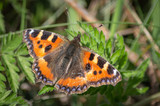 Small tortoiseshell butterfly resting in the sunshine